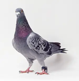 Homing: Carrier / Racing / Homing PIGEON - in studio