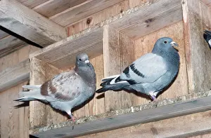 Racing: Carrier / Racing / Homing PIGEONS - x two