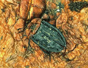 Rotting: Carrion Beetle