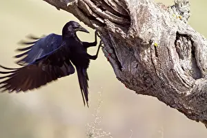 Corone: Carrion Crow
