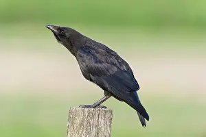 Schoorl: Carrion Crow