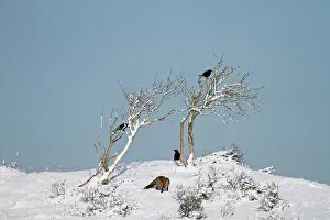 Corone: Carrion crow