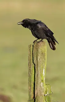 Corone: Carrion Crow