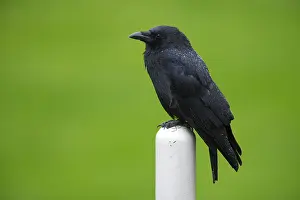 Droplets: Carrion Crow
