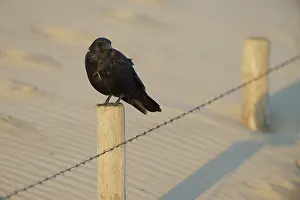Barbed: Carrion Crow