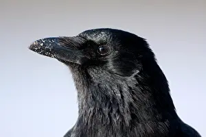 Januari: Carrion Crow