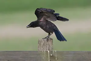 Farmers: Carrion Crow