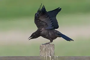 Farmers: Carrion Crow