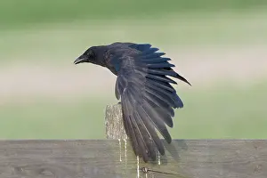 Farmers: Carrion Crow