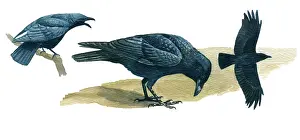 Crows: Carrion Crow
