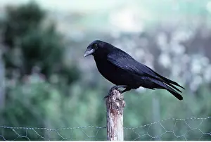 Posts: CARRION CROW