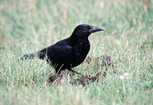 Crows: CARRION CROW
