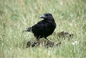 Crows: Carrion CROW