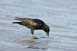 Crow: Carrion Crow