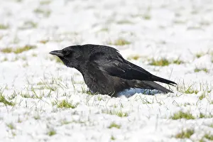 Crow: Carrion Crow