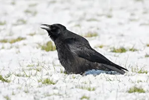 Crow: Carrion Crow