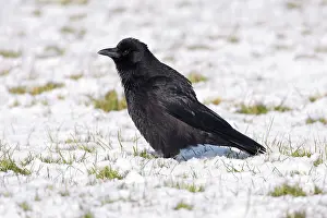 Crow: Carrion Crow