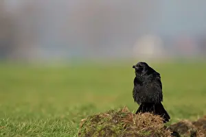 Crow: Carrion Crow