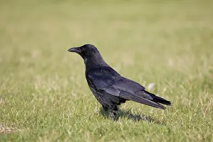 Crow: Carrion Crow