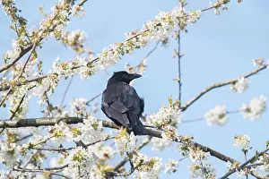 Apple: Carrion Crow