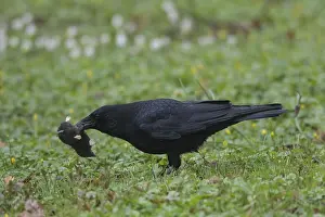 Carrion: Carrion Crow - adult bird with European Mole - Germany