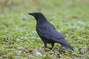 Carrion: Carrion Crow - adult bird - Germany