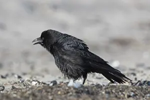 220521: Carrion Crow - adult crow calling - Germany