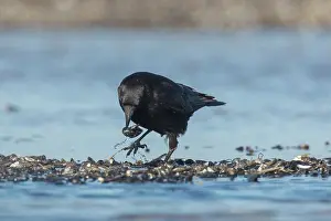Shellfish: Carrion Crow - adult crow with Common Mussel prey