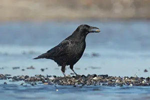 Shellfish: Carrion Crow - adult crow with Common Mussel prey