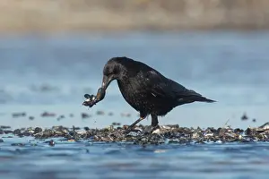 Shellfish: Carrion Crow - adult crow with Common Mussel prey