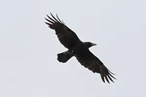 Crow: Carrion Crow - adult crow in flight - Germany