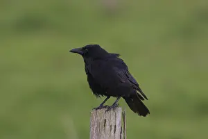 200318: Carrion Crow - adult crow - Germany