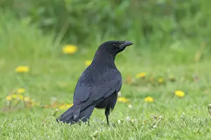 220521: Carrion Crow - adult crow - Germany