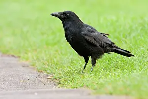 Corone: Carrion Crow - adult perching on grass