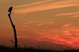 Corone: Carrion Crow on branch at sunset