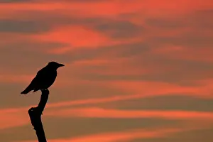 Corone: Carrion Crow on branch at sunset