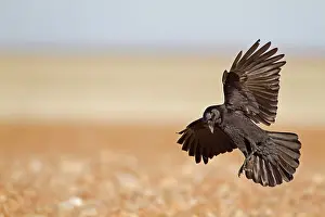 Carrion: Carrion Crow (Corvus corone) adult, in flight, landing
