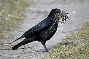 Corvid: Carrion crow (Corvus corone) collecting nesting