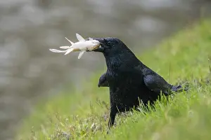 Crow: Carrion crow (Corvus corone corone) with captured fish in it