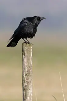 Polder: Carrion Crow (Corvus corone) perched on top of