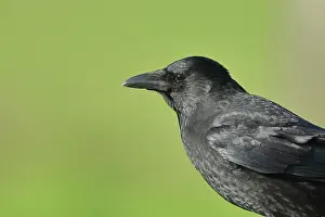 Niederrhein: Carrion crow (Corvus corone), portrait, Lower Rhine