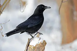 Crow: Carrion crow (Corvus corone), Raven crow, Thuringia