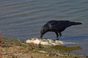 Corvid: Carrion Crow - eating fish Corvus corone Abberton