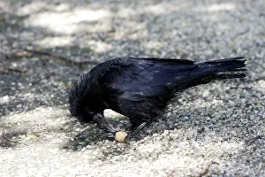 Walnuts: Carrion Crow eating a walnut