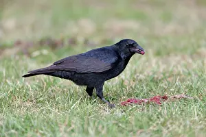 Corone: Carrion Crow - feeding on carrion