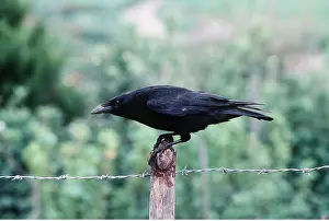 Posts: CARRION CROW - on fence