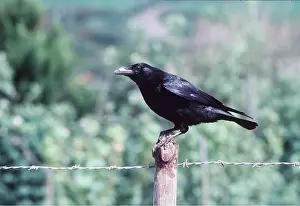 Posts: CARRION CROW - ON FENCING POST