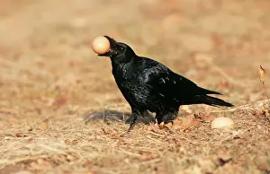 Stealing: Carrion CROW - with henIs egg in beak