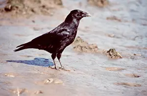 Crow: CARRION CROW - on mud