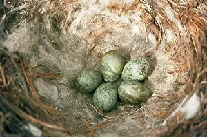 Corona: Carrion Crow - nest & eggs